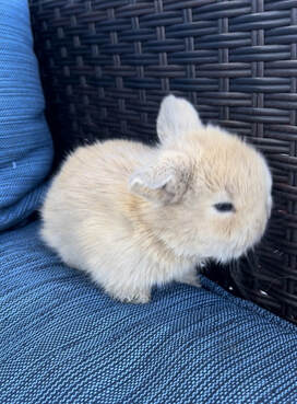 Holland Lop Breeders